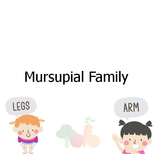 Mursupial Family